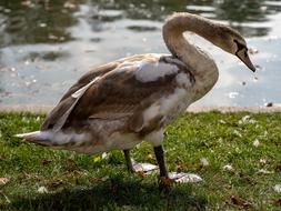 Swan White Gray