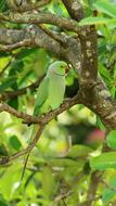 Parrot Bird Avian in forest