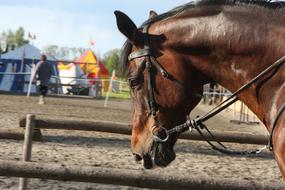 horse fence macro blur