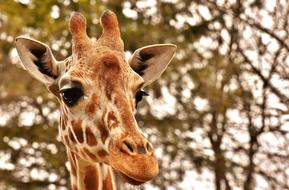 portrait of Giraffe Zoo Animal