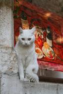 white cat on the wall