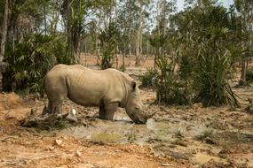 Rhinoceros Safari Animal