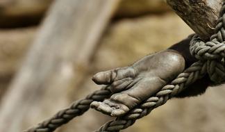Gorilla Monkey Foot Animal
