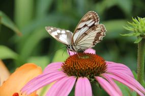 Butterfly Echinacea Medicinal plant