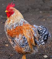 Fluffy colored rooster