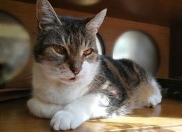 Cat Pet Animal Domestic