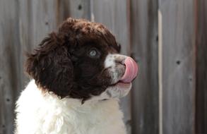 Puppy Dog Cute