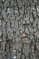 Bark Rough Texture