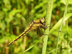Insect Nature Dragonflies