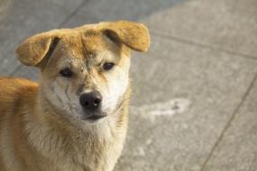 angry street dog