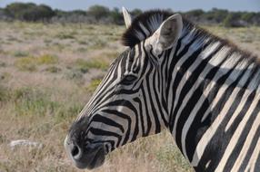 Zebra Striped Head