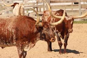 Longhorn Cattle Livestock