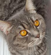 Cat Pet Animal