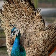 peacock animal portrait