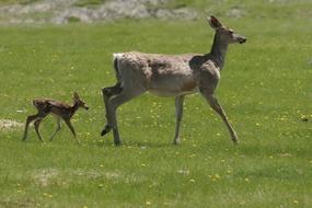 Mammal White-Tailed Deer Animal