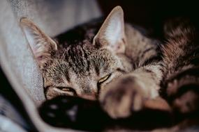 CatS Eyes Pet Domestic