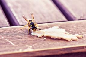 Wasp Insect Nature