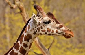Giraffe Zoo Animal