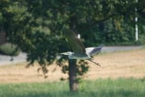 Grey Heron Flying over Field