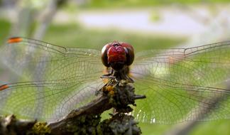 Dragonflies Roznoskrzydłe Insect macro photo
