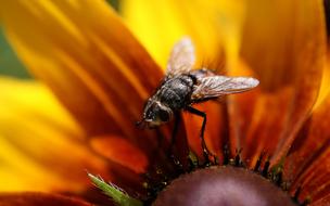 fly in a flower bud