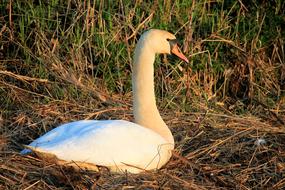 Swan Bird Nature Animal