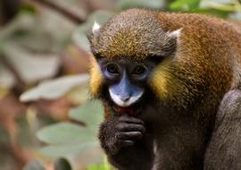 Monkey Animal Furry