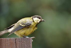 Tit Songbird Small Bird