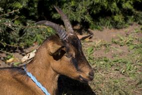 Hungary Goat Horns
