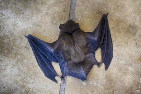Bat Close-Up Animal