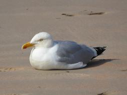 Seagull Beach