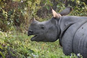 Animal Nature Mammal