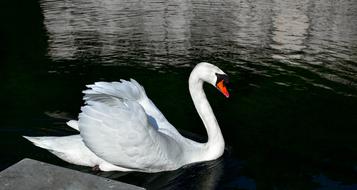 Swan bird photo