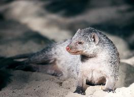 gray meerkat in the zoo