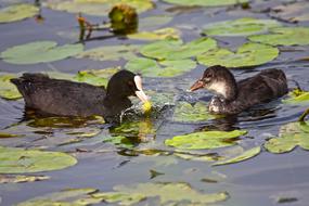 Cute ducks in the pond