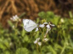 White Butterfly Insect