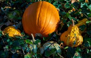 Pumpkins Autumn Decoration