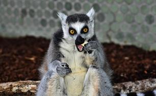 Monkey Lemur Cute
