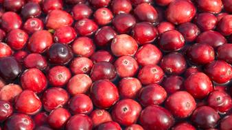 floating fresh cranberries