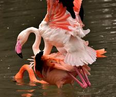 Flamingo Bird Pairing