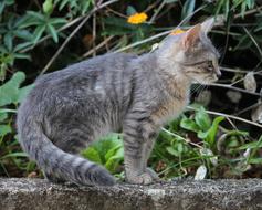 Animal Cat Kitten