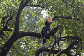 Hornbill Bird Natural