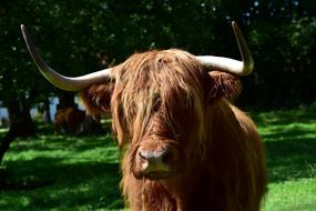 Galloway Beef Highland