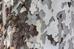 Tree Rough Pattern