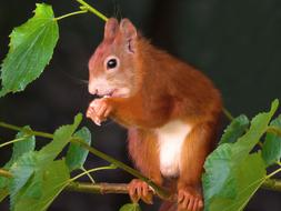 Squirrel Animal Rodent macro