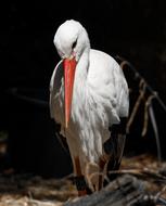 wild bird Stork Animal