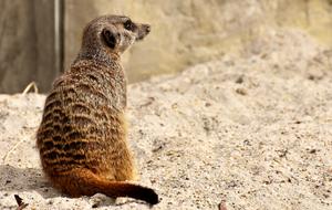 Striped meerkat in the zoo