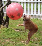 domestic Dog play with Ball