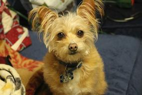Dog Yorkshire Terrier