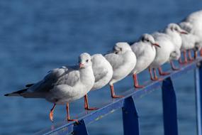 Seagull Bird Wasserfogel